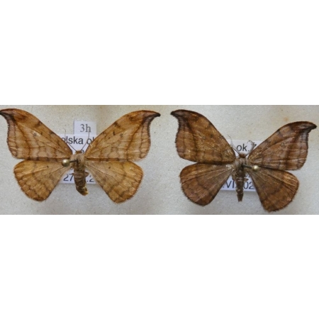 Drepana curvatula (Borkhausen, 1790) pair Wycinka zakrzywica Poland3h